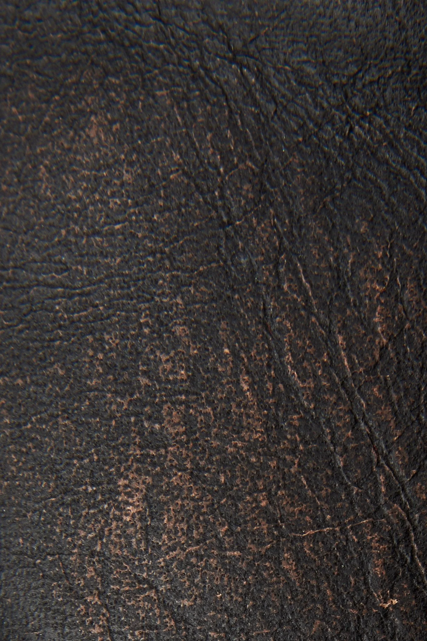 Webster Western Low Lace - Frye Found - Image 3