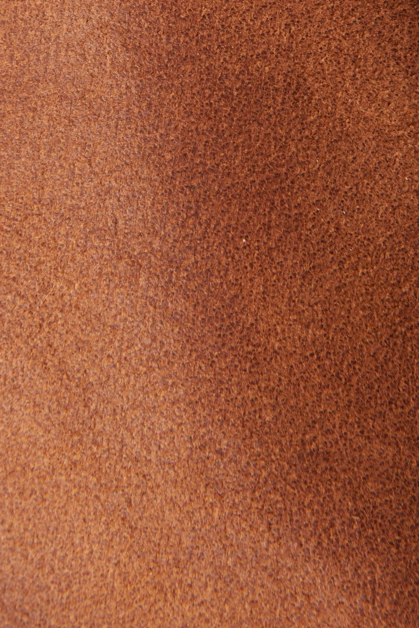 Wyatt Harness Short - Frye Found - Image 5